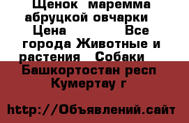 Щенок  маремма абруцкой овчарки › Цена ­ 50 000 - Все города Животные и растения » Собаки   . Башкортостан респ.,Кумертау г.